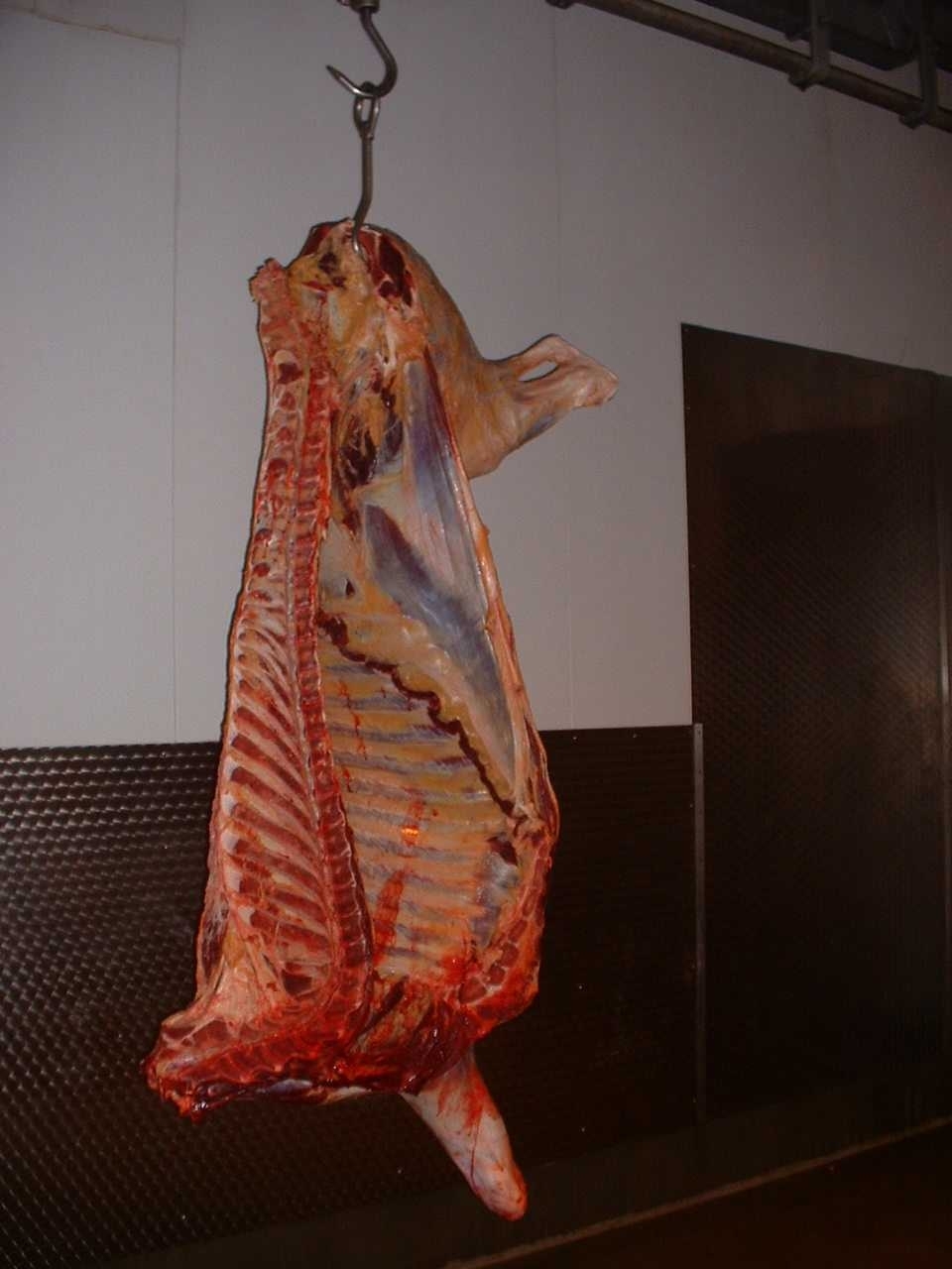Beef carcase suspended by hip. 
